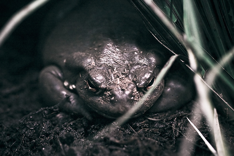 A large toad cowers in the shadows under some grass.