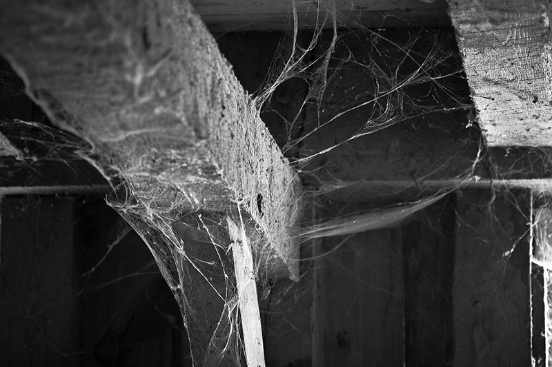 A beam in a barn, covered with cobwebs.