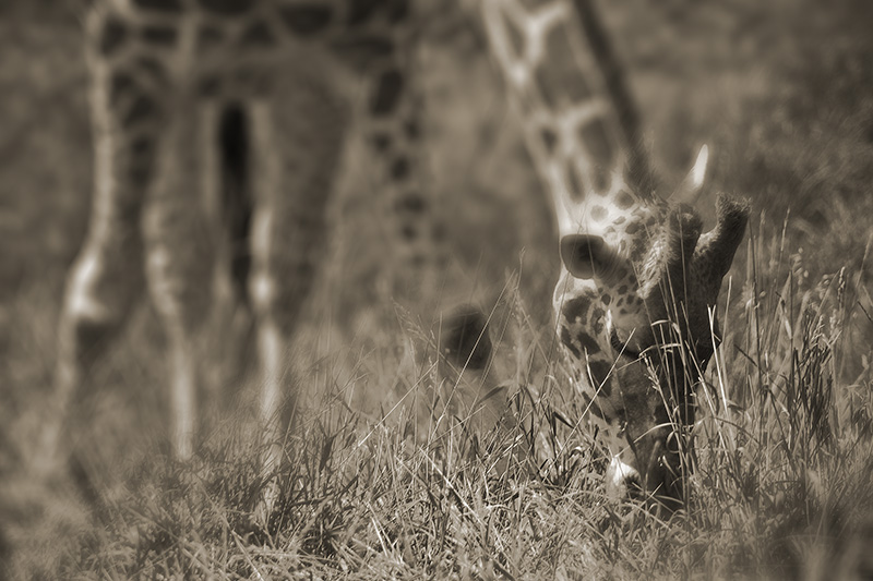 A giraffe bending down to feed on grass.