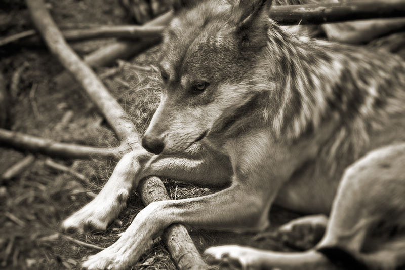 A Mexican Wolf lying with its legs draped over a log.