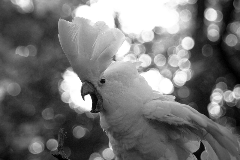 An Umbrella Cockatoo with crest extended and beak open.