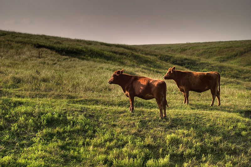 Two brown cows standing in a grass-covered, hilly field.