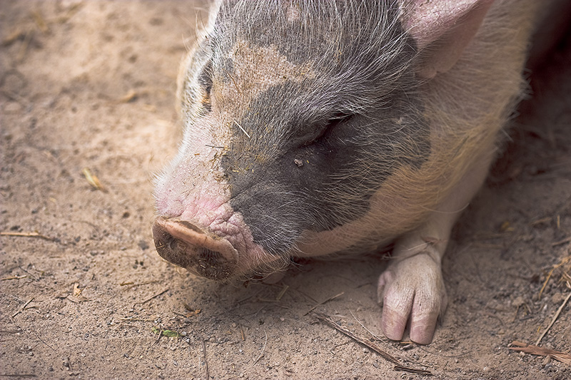 A pink and black potbellied pig lying on the ground.