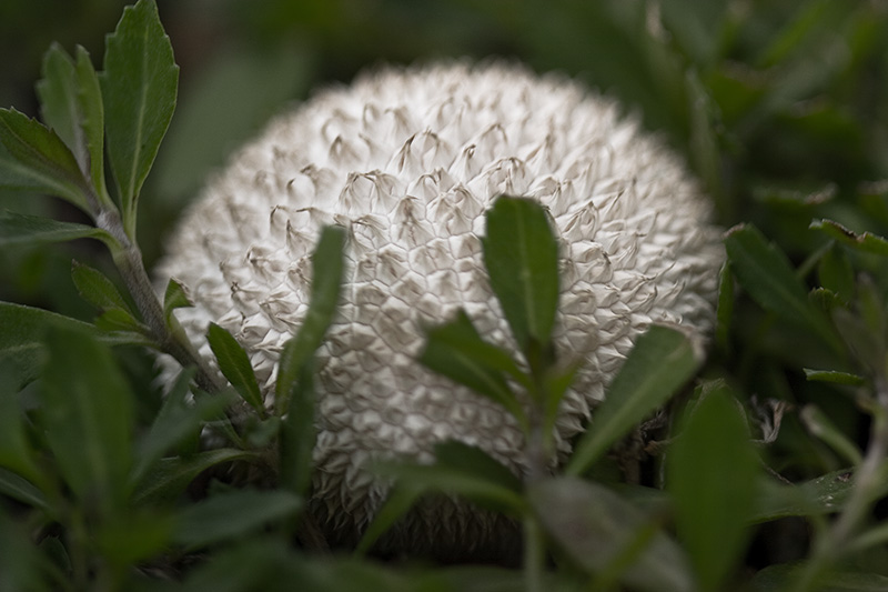 A spike-covered white puffball nestled in groundcover.
