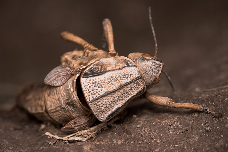 A dead Plains Lubber grasshopper hanging from the side of a vertical dirt wall.