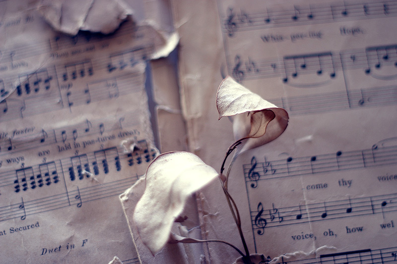Dead eucalyptus leaves above sheet music.