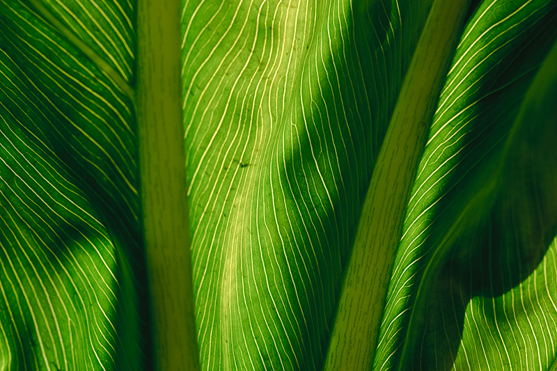 A large leaf backlit by the morning sun.