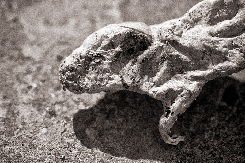 A dead and mummified rat.
