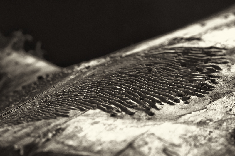 A pattern carved into the surface of a log by a wood-boring insect.
