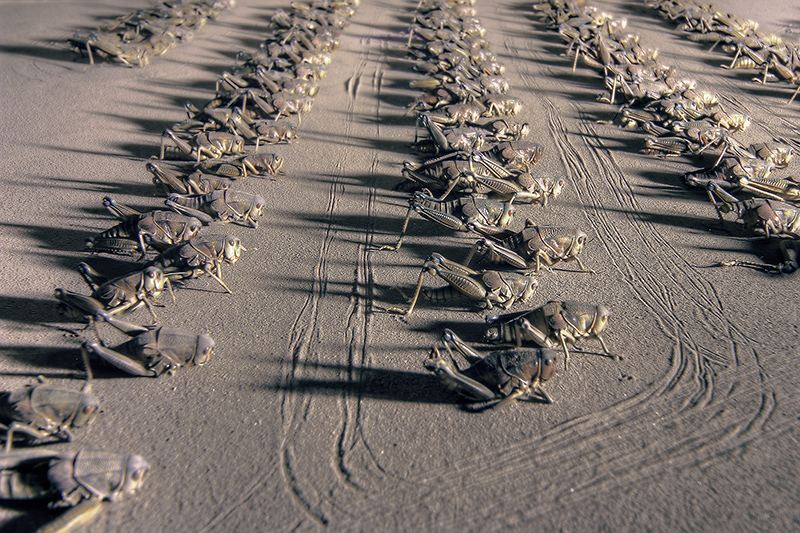 Dozens of Plains Lubber grasshoppers arranged in rows, like abandoned military equipment.