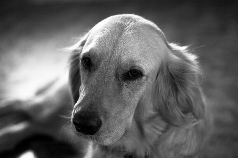 A golden retriever lying on the floor, waiting to go outside.