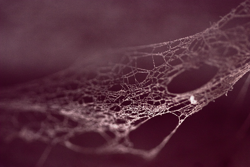 Macro image of a spider-web over a dark purplish-red background.