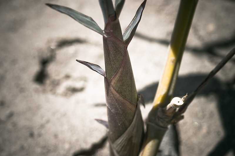 A new bamboo shoot passing an older one.