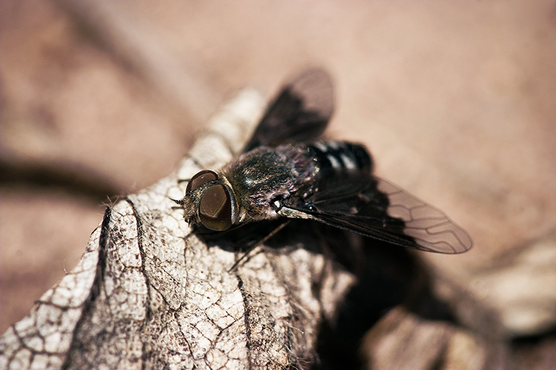 A fly with partially-transparent wings resting on a dead strawberry leaf.