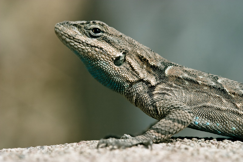 A desert lizard stands at a boundary between warm and cool.