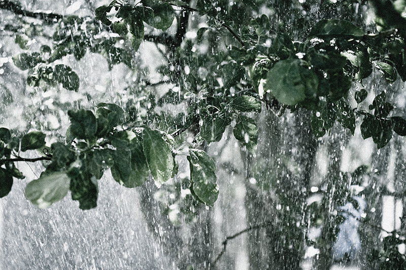 A downpour of rain among leaves on a tree.