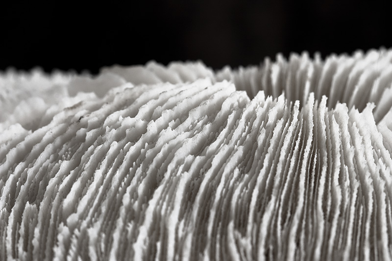 Numerous ridges and lines down an object.