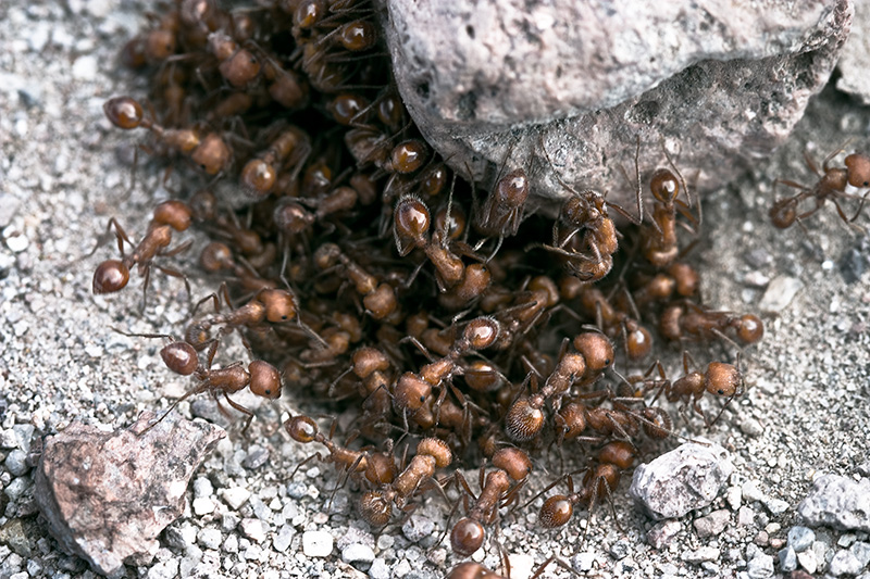 A swarm of red harvester ants appearing to roll a rock much larger than themselves.