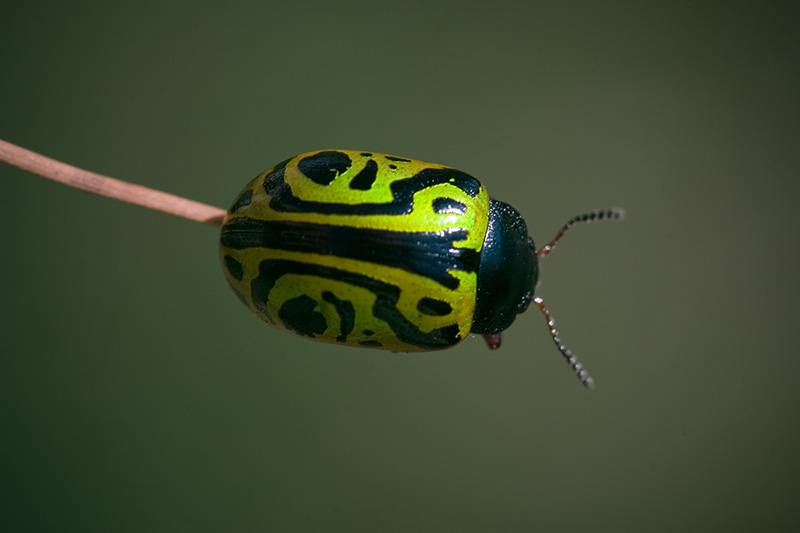 A bright green beetle with a pattern on its shell resembling a human face.