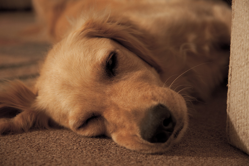 A golden retriever named Boone sleeping on the floor.