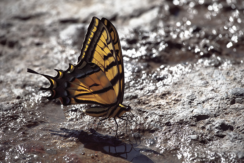 A large yellow swallowtail butterfly drinking from a stream in the Chiricahua Mountains.
