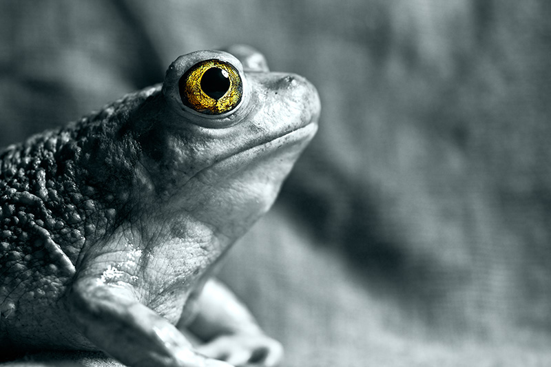 A toad with an eye resembling the Eye of Sauron.