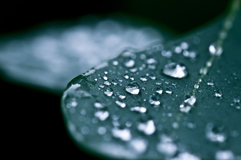 Water droplets on a eucalyptus leaf, after a rainstorm.
