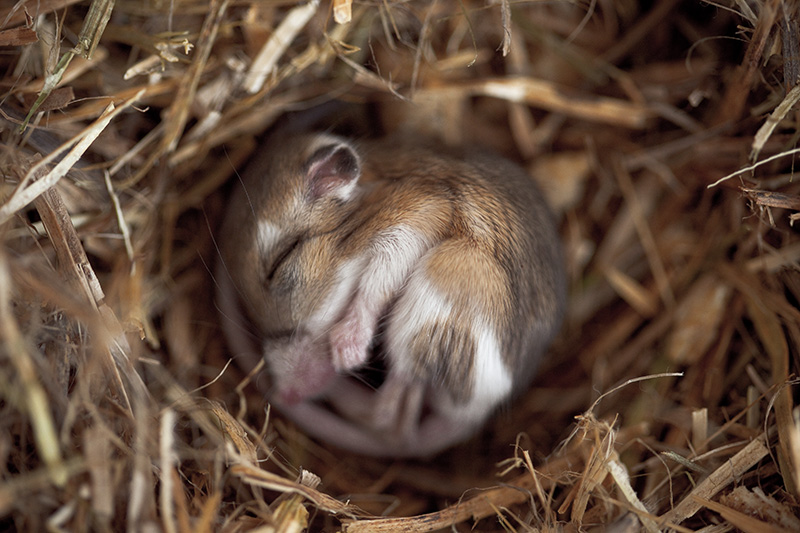 A small mouse curled up in a ball among straw, asleep.