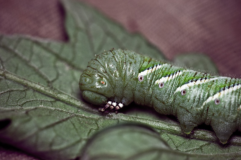 A green tomato hornworm clinging to a tomato plant leaf.