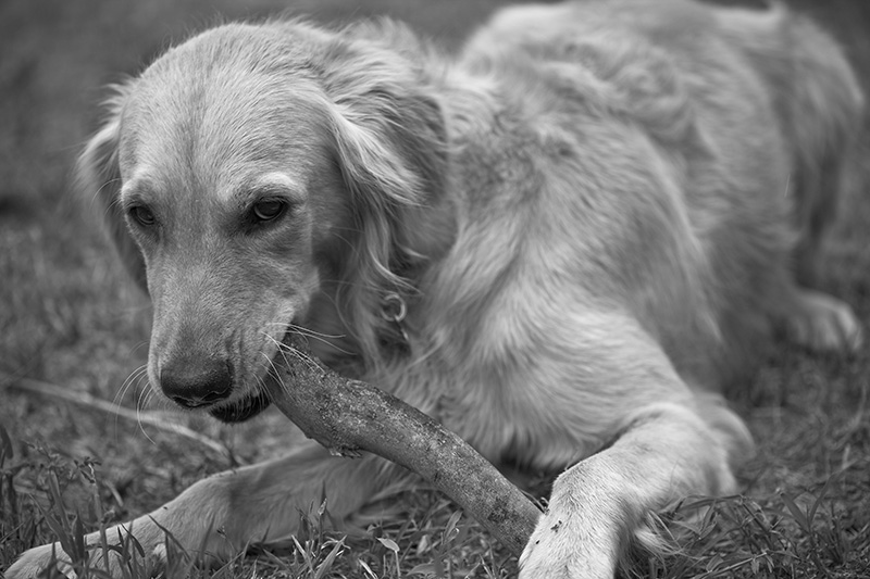 A black and white photo of a golden retriever chewing on a stick.