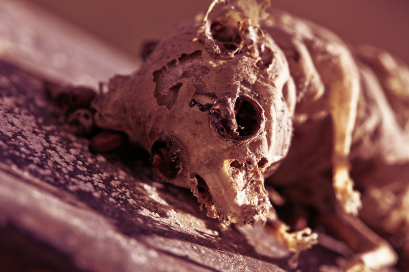 A dead mouse that resembles a skeletal teddy bear OF DEATH.