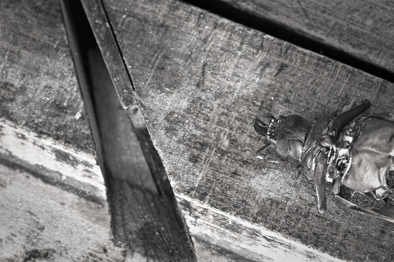 A dead beetle lies upside down on a carpenter's plane.