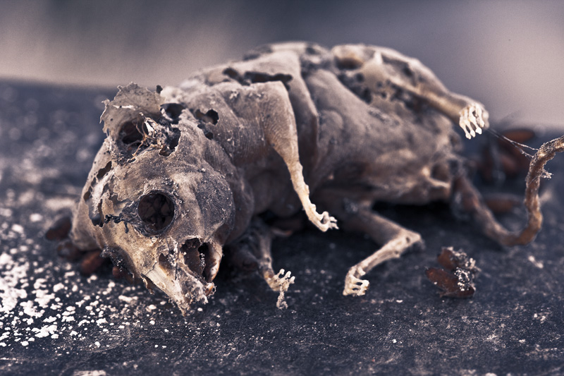 A dead, disintegrating rat.