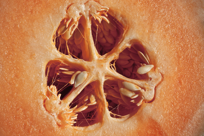 The insides of a cantaloupe.