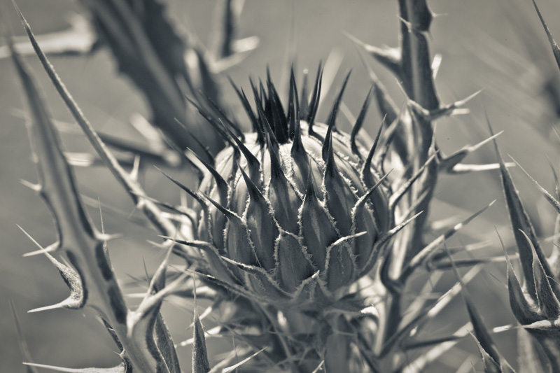 A thistle flower bud.