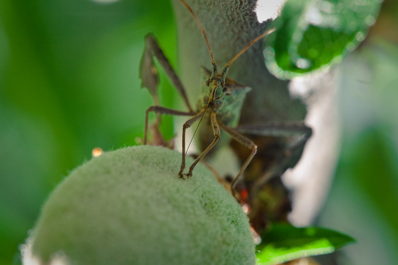 A leaf-legged bug drinking from an almond.