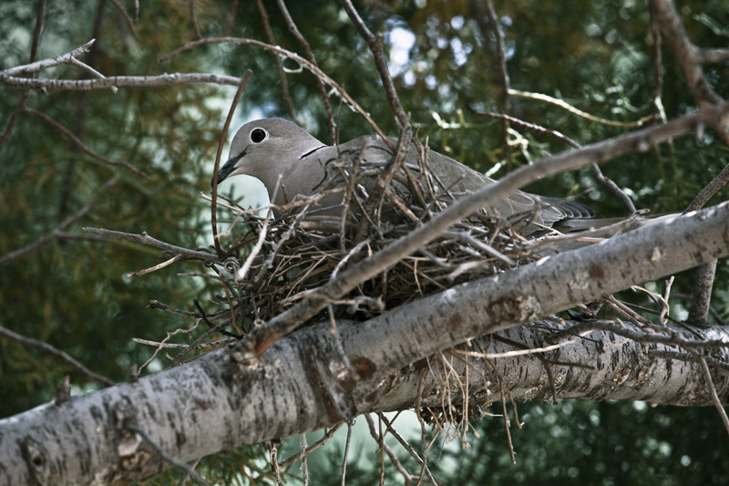 A dove sitting on its nest.