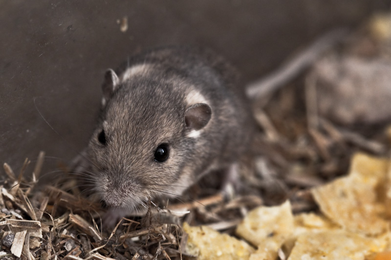A mouse named Gerald.
