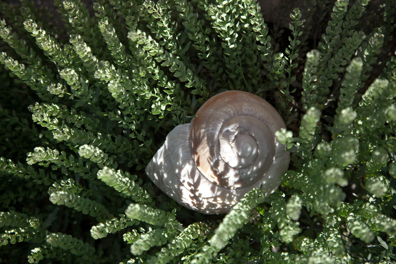 A seashell surrounded by weeds, with shadows of the weeds casting onto the shell.