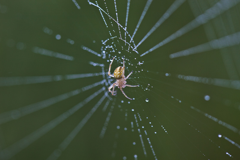 A spider sitting at the center of its dew-covered web.