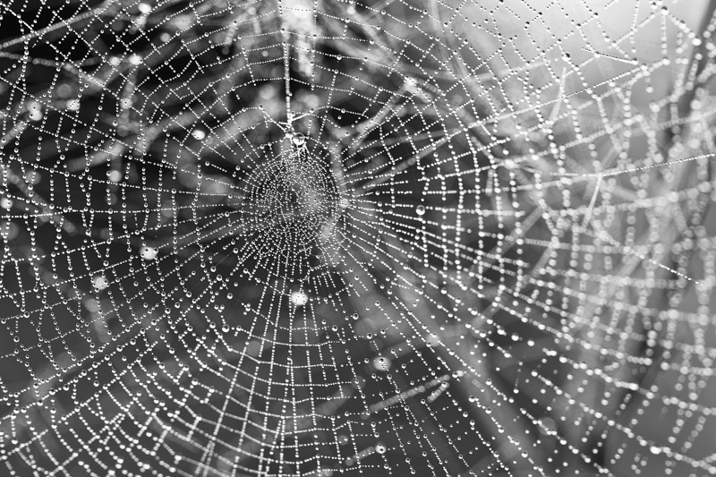A complex, dew-covered spiderweb.
