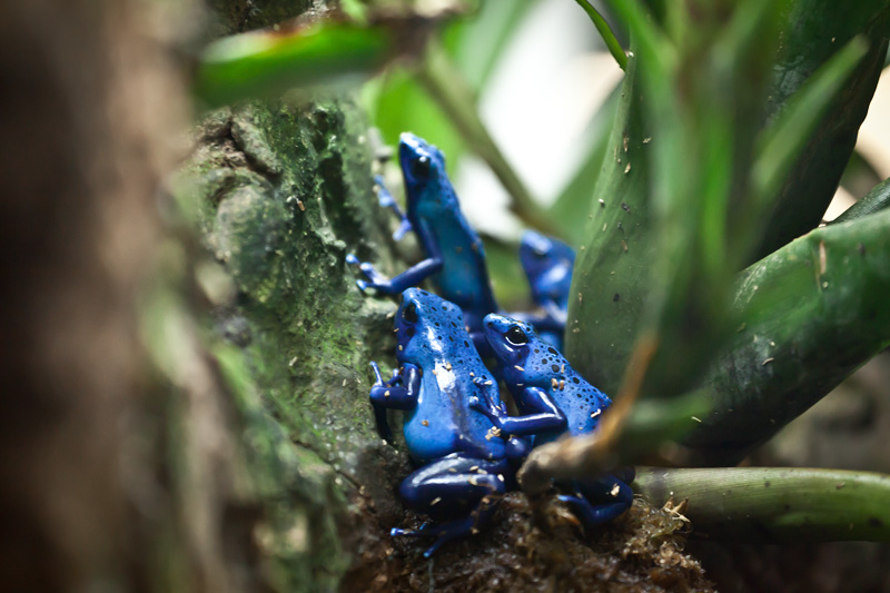 Blue poison dart frogs clustered together in a group.