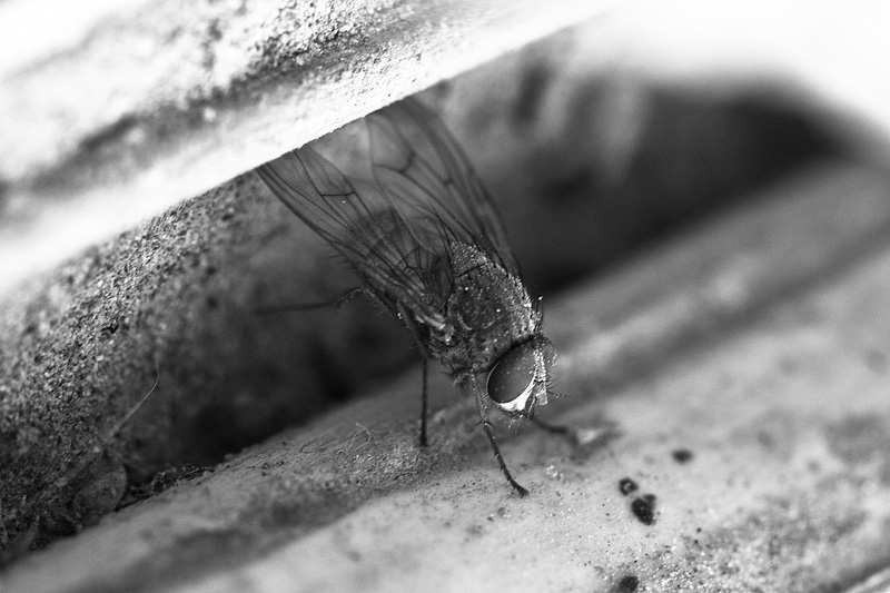 A fly standing half on the floor, half on the wall.