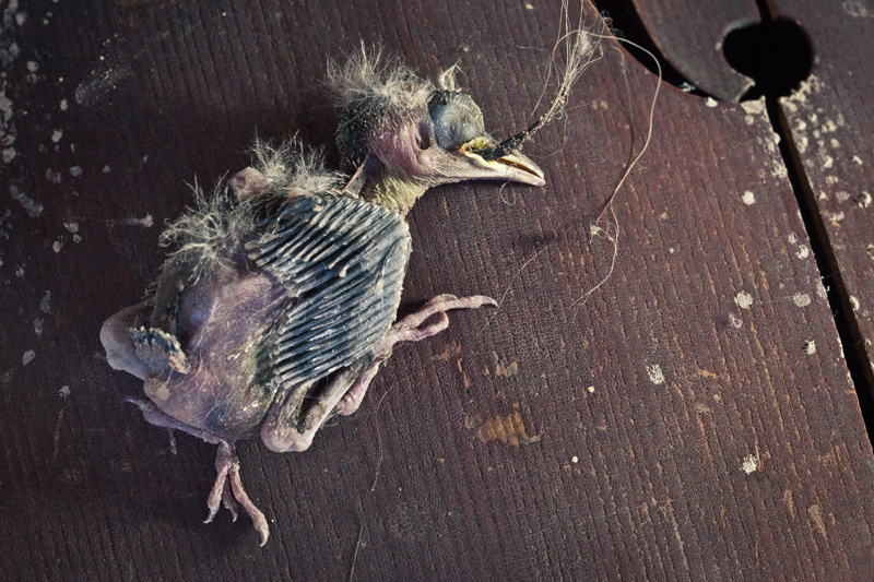 A dead baby bird resting on a violin.
