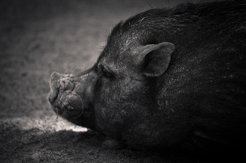 A pig slumbers.