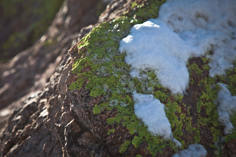 Green lichen and snow on the north face of a rock.