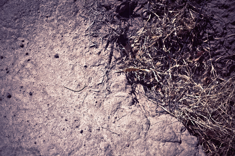 A seedpod on the ground.