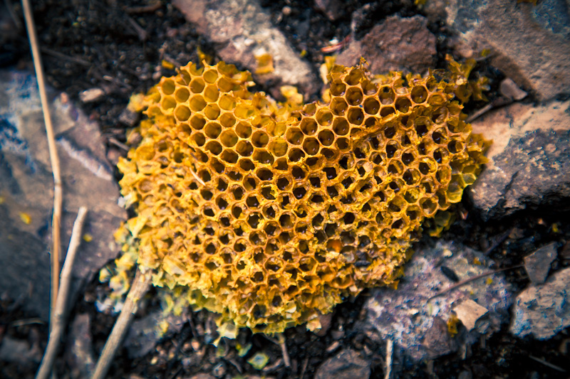 A honeycomb.
