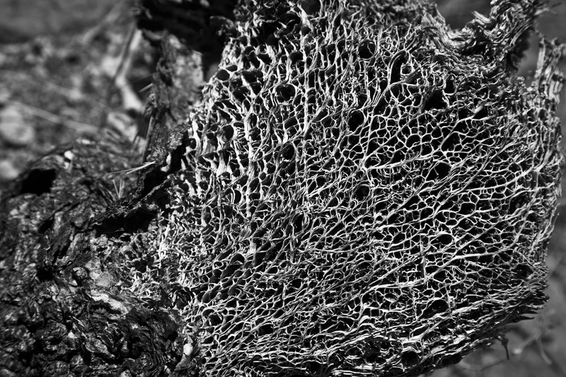 The pattern left behind in the skeleton of a dead plant.