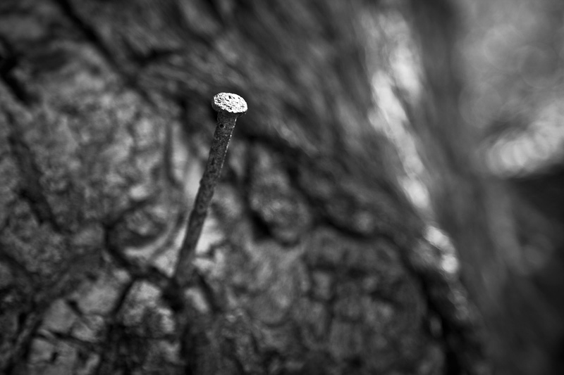 A nail pounded into a large tree.